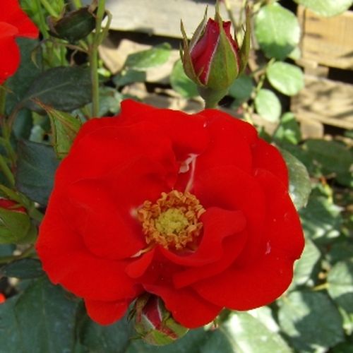 Rozenstruik - Webwinkel - floribunda roos - rood - Rosa Fred Loads™ - zacht geurende roos - Robert A. Holmes - Uitstekend voor bloemententoonstelling, geschikt voor grotere tuinen, en tegen inkijk bij erfafscheiding, ziekteresistent.